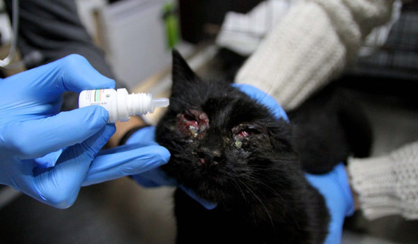 Kayseri’de kedi vahşeti bu ne zamana kadar devam edecek! - Resim: 4