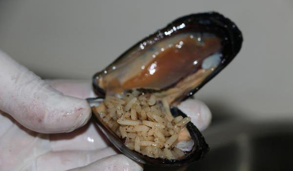 Midyede devir değişti artık diyet yapanlar da yiyebilecek - Resim: 3