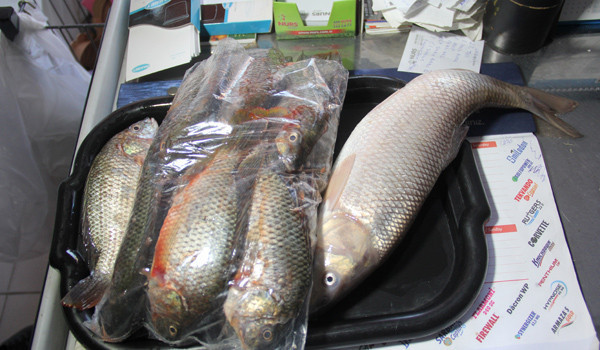 Deyimdi gerçek oldu dolandırıcılara sazan gibi atladık - Resim: 3