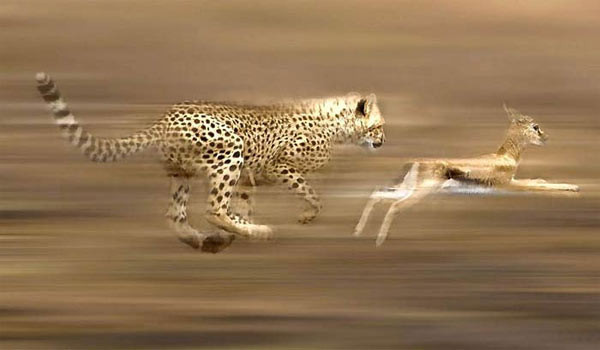 Ceylan tabana kuvvet - Resim: 2