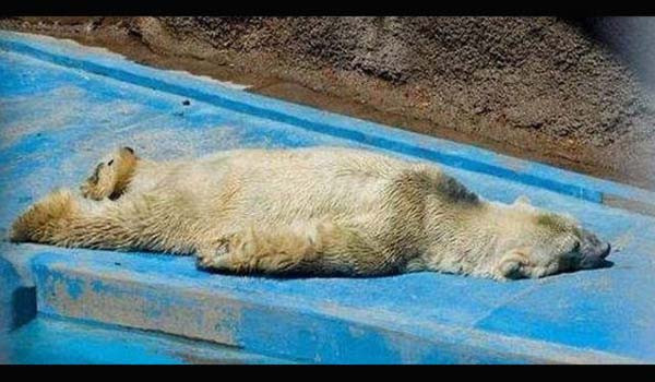 Dünyayı ayağa kaldıran işkence - Resim: 1