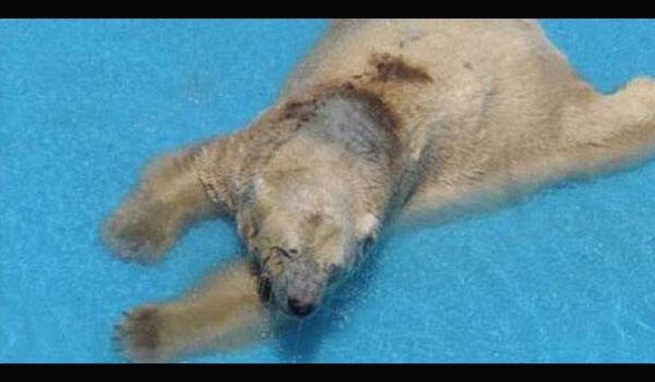 Dünyayı ayağa kaldıran işkence - Resim: 3