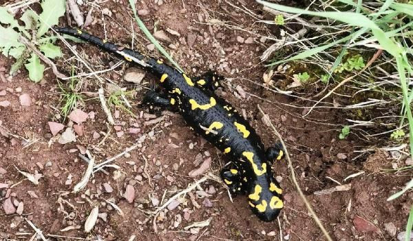 Malatya'da vatandaş çekti nesli tükenmekte olan Türk semenderi - Resim: 3