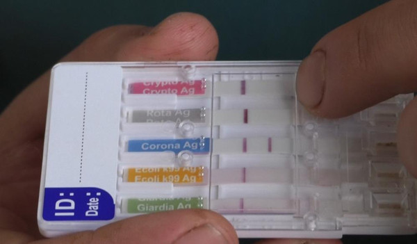 Kars'ta hayvanlarda covid-19 tehlikesi! Virüs çıkınca bırakıp gidenler oldu - Resim: 0