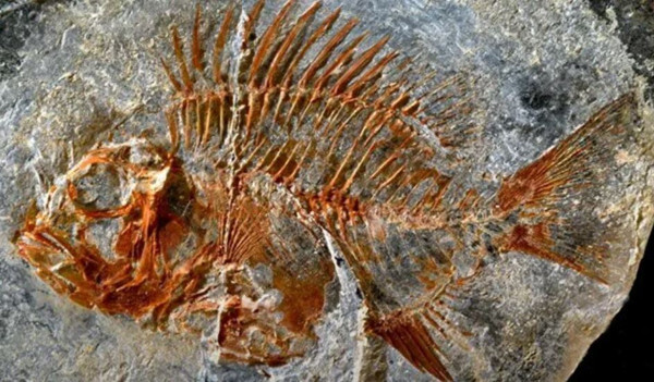 Taş ocağında bulundu gören şaştı kaldı! 95 milyon yıllık... - Resim: 0