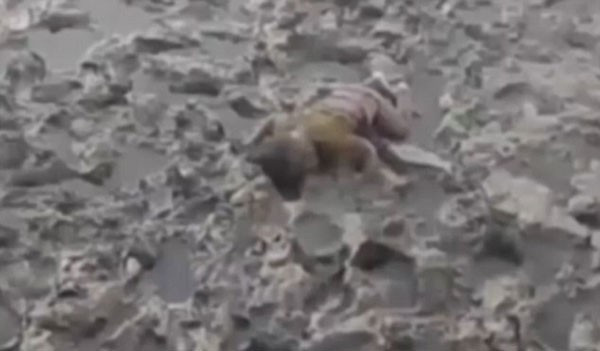 İkinci Aylan Kurdi vakası! Yürek yakan manzara - Resim: 4