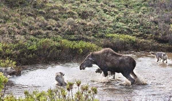 Ormanlar "kralı"nın karizması çizildi kaçmak için ağaca tırmandı - Resim: 3