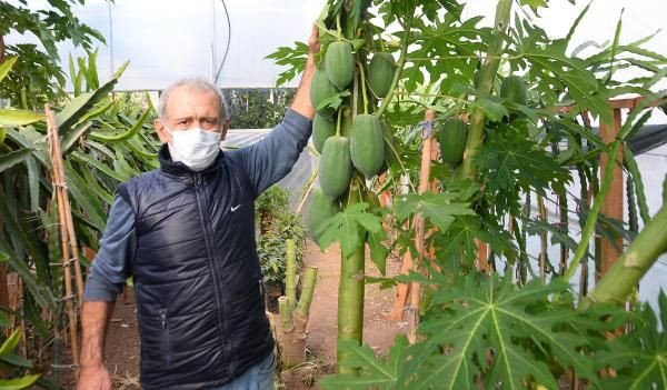 İspanya'dan Mersin'e getirip üretime başladı! Şimdi paraya para demiyor - Resim: 1