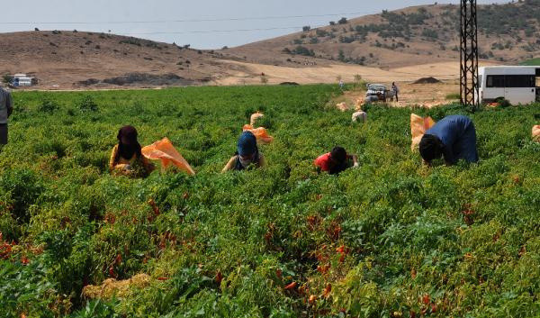 Gaziantep'te kırmızı altından günde 100 TL kazanıyorlar: Bu işten 7 bin kişi ekmek yiyor - Resim: 0