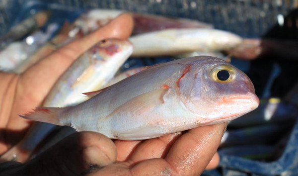 Mersin'de 20 TL'ye alıp tezgahta 80 TL'ye satıyorlar: Yazıktır, günahtır - Resim: 0