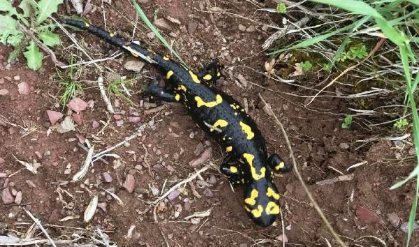 Malatya'da vatandaş çekti nesli tükenmekte olan Türk semenderi - Resim: 4