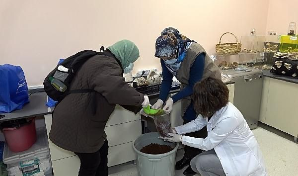 Çay yapılıp içiliyor fiyatını duyan şaştı kaldı! Düzce'de üretildi ekonomiye katkı sağlıyor - Resim: 1