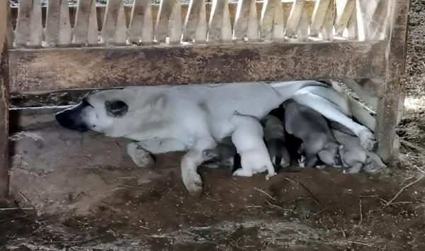 Bursa'da ilginç olay! Çoban köpeği, kuzuya 'süt anneliği' yapıyor - Resim: 2