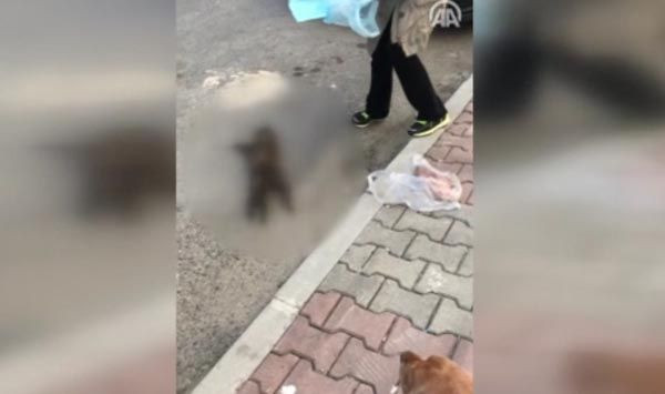 İstanbul'da kedi katili vahşeti! - Resim: 3