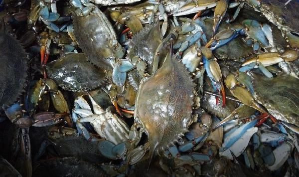 Muğla'da balıkçıların korkulu rüyası turistlerin gözdesi oldu! Talepler patladı - Resim: 3