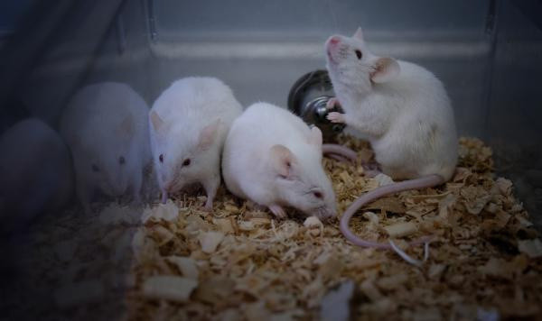 Türkiye'nin koronavirüs aşısı tamam gibi aşılama için tarih verildi - Resim: 1