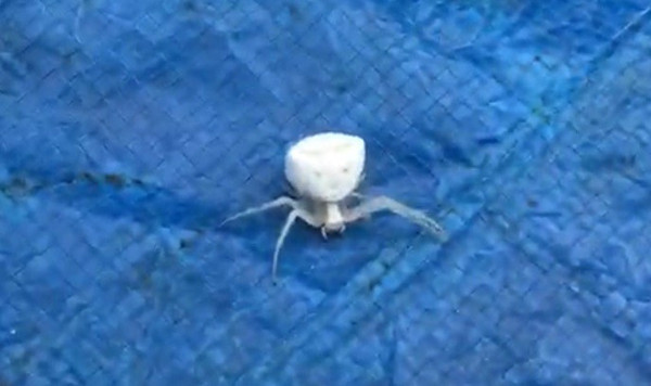 'İnsan yüzlü örümcek' İzmir'de ortaya çıktı: İlk kez gördüm ve çok şaşırdım - Resim: 0