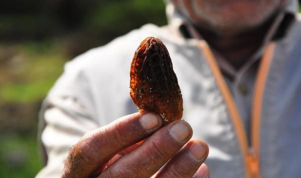 Manisa'da ormandan toplayıp kilosunu 200 TL'ye satıyorlar! Çiftçiler paraya para demiyorlar - Resim: 3