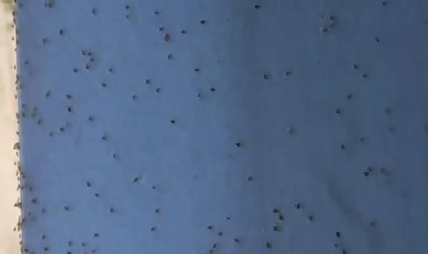 Kuraklık fena vurdu! Kırklareli, Tekirdağ ve Edirne'de dantel böceği istilası - Resim: 3