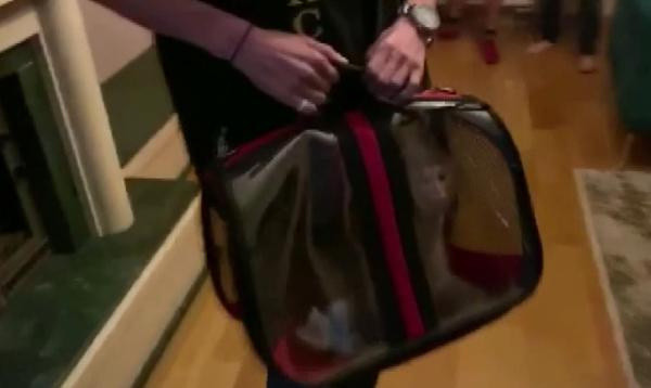 Sosyal medya fenomeni Meriç İzgi'ye yasadışı hayvan edinme operasyonu - Resim: 0