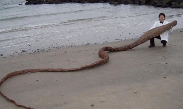 Denizden çıkan bu canlı görenleri şoke etti bu ne böyle? - Resim: 2