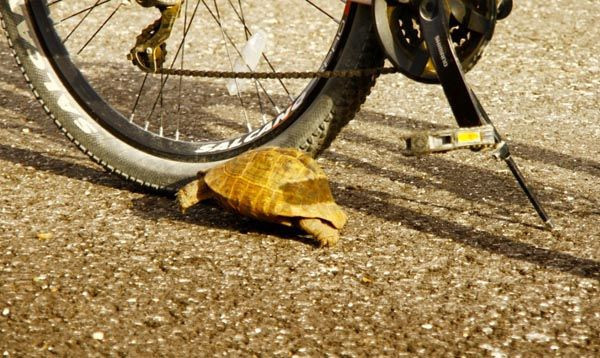 Şaşırtan doğa olayı! Kaplumbağa'nın ağzındaki görenleri şok etti! - Resim: 3