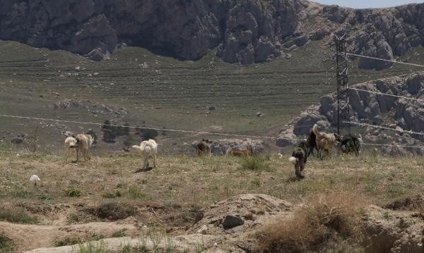 Saldırıya uğradı! Van'da 6 yaşındaki çocuk feci şekilde can verdi - Resim: 1