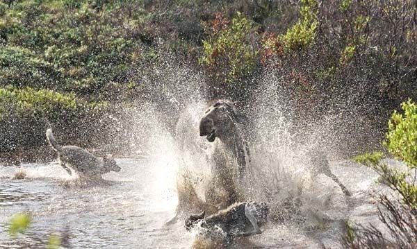 Ormanlar "kralı"nın karizması çizildi kaçmak için ağaca tırmandı - Resim: 4