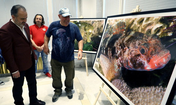 Kırmızı liste yer alıyor! Bursa'da denizde ortaya çıktı: Nesli tüm dünyada tehlike altında - Resim: 2