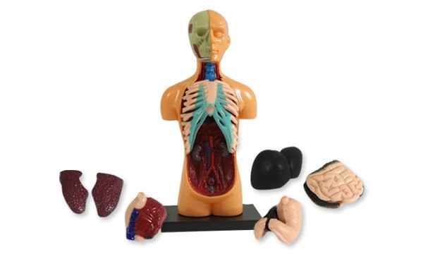 Kulağınıza mandal sıkıştırınca... İnanılmaz sonuç - Resim: 4