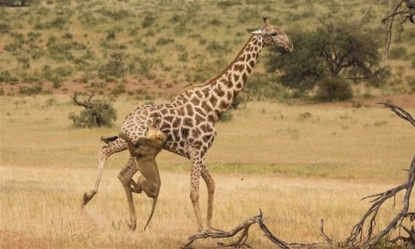 Ava çıkan aslan bir anda zürafanın üzerine atladı ve... - Resim: 3