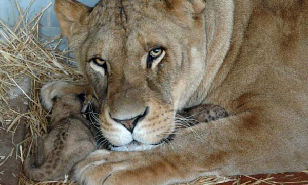 Hayvanlar aleminin en tatlı anneleri - Resim: 2