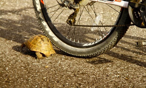 Şaşırtan doğa olayı! Kaplumbağa'nın ağzındaki görenleri şok etti! - Resim: 4
