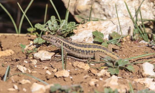 Böylesi daha önce görülmedi! Mardin ve Diyarbakır'da ortaya çıktı: Bu işte bir tuhaflık var - Resim: 1