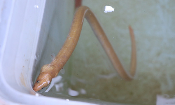 Türkiye'de ilk kez görüldü Çanakkale'de ortaya çıktı: Çok şaşırdık - Resim: 0