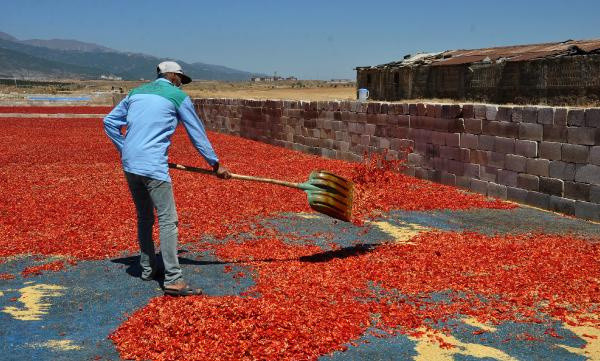 Gaziantep'te kırmızı altından günde 100 TL kazanıyorlar: Bu işten 7 bin kişi ekmek yiyor - Resim: 1