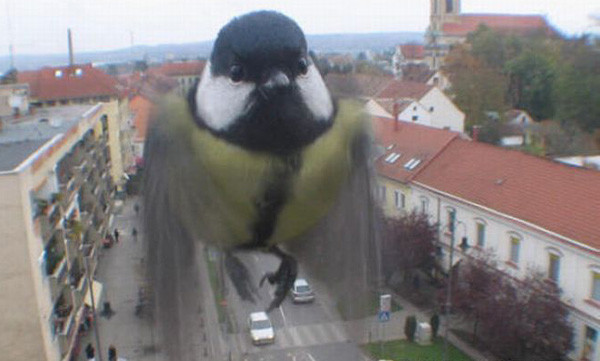 Bu hayvanlara inanamayacaksınız - Resim: 4