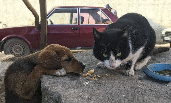 Amerika'da neden hiç sokak kedisi veya köpeği yok? İşte uygulanan yöntem - Resim: 0