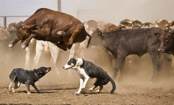 Hiçbir şey olmaz dedi yanına gitti 1 saniye sonrası ise inanılmaz - Resim: 3