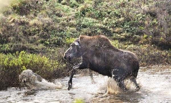 Ormanlar "kralı"nın karizması çizildi kaçmak için ağaca tırmandı - Resim: 2