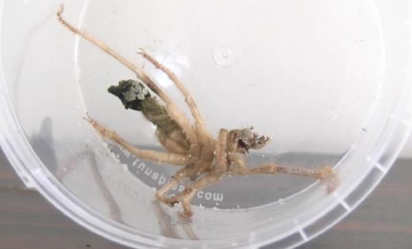 Et yiyen 'sarıkız' paniği: Şehir diken üstünde! - Resim: 3