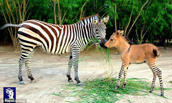 Üstü eşek, altı zebra! Bir kromozom mucizesi - Resim: 1