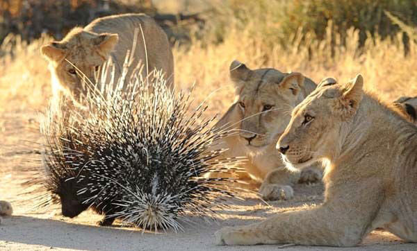 Yavru aslanların kirpiyle imtihanı - Resim: 2