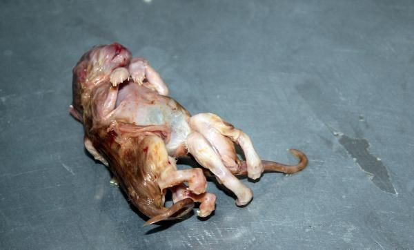 Tam 6 ayaklı ve 2 kuyruklu! Karaman'da görenleri hayrete düşüren olay - Resim: 2