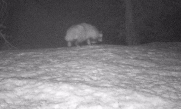 Koronavirüsü insanlara bulaştıran hayvanlardandı! Türkiye'de ilk kez görüldü - Resim: 1