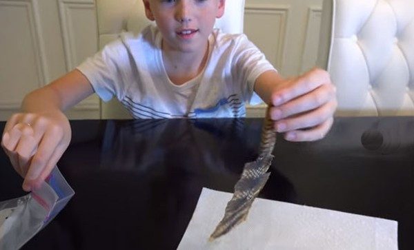 Çıngıraklı yılanın kuyruğunu açınca... - Resim: 3