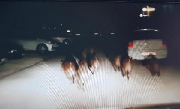 Şehrin göbeğinde şok görüntü! Sürü halinde... - Resim: 2