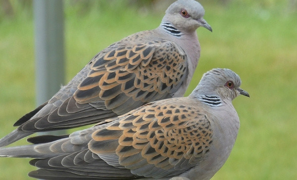 İnsanlara örnek olsun! İşte eşlerine en sadık hayvanlar - Resim: 1