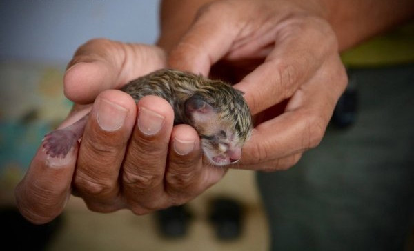 Sokakta kedi yavrusu buldular bakın sonra neye dönüştü - Resim: 1