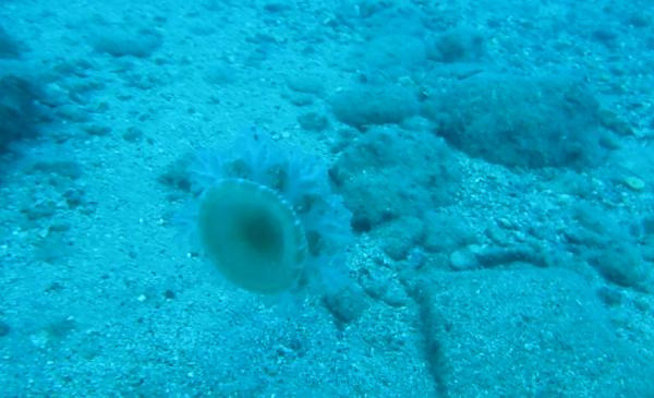 Akdeniz kıyılarını istila etti! Denize gireni elektrik gibi çarpıyor - Resim: 0